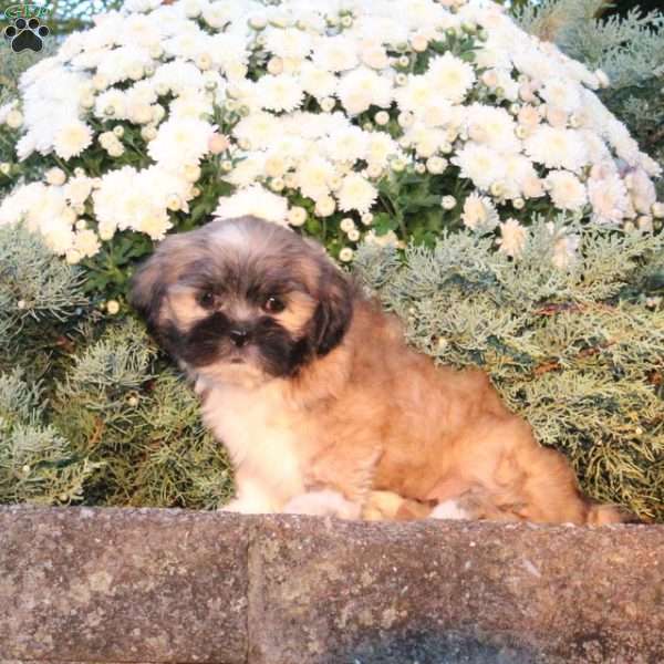 Bea, Lhasa Apso Puppy